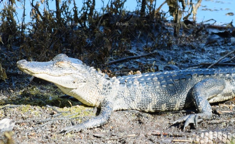 Gator by the lake, looking for something to eat maybe