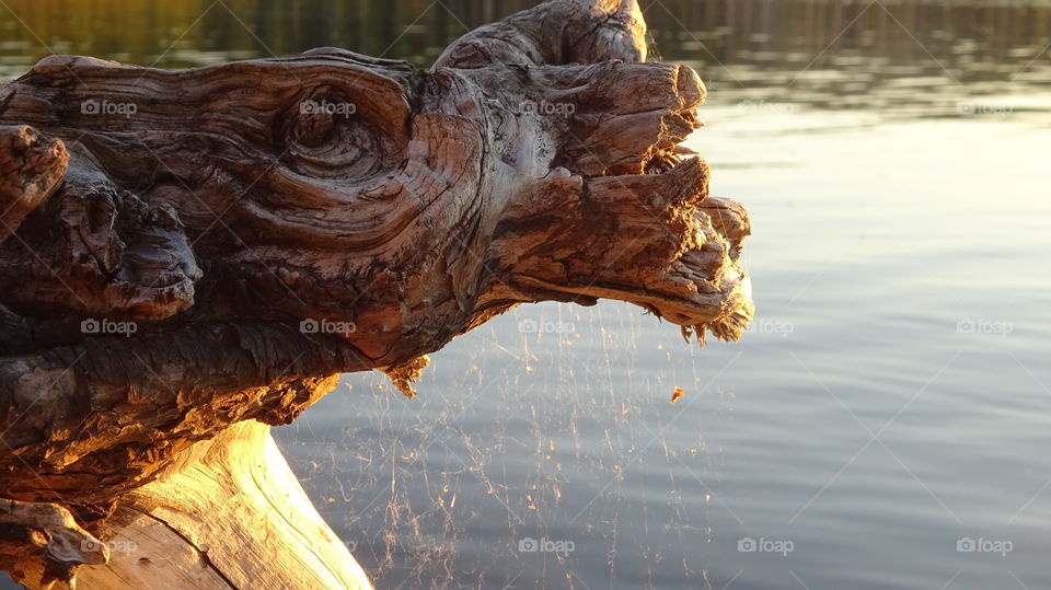 abstraction from the roots of a dried tree