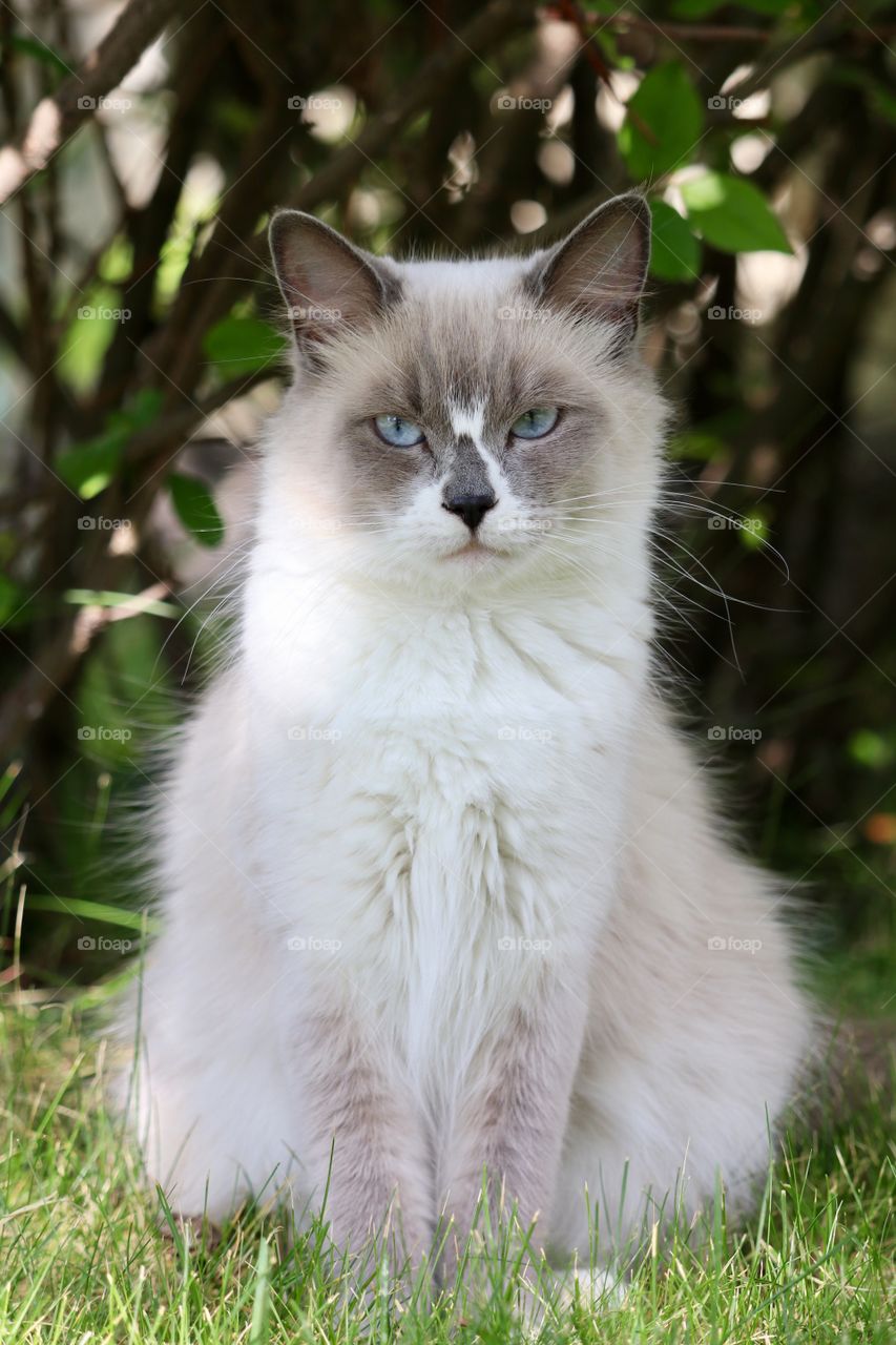 Ragdoll cat facing camera sitting on grass full body shot