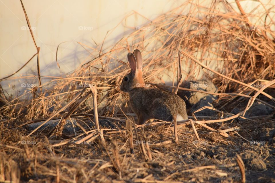 Cottontail sitting on dry grass