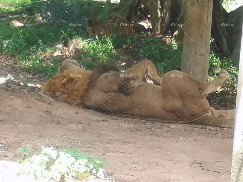 Lion is sleeping in the Leofoo Village Theme Park