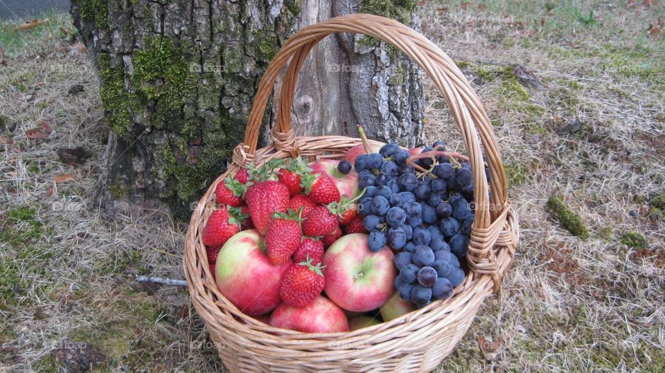 Abundance. Orchard Pickings 