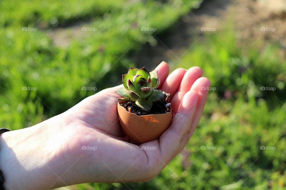 Plant Plants to Celebrate Earth Day