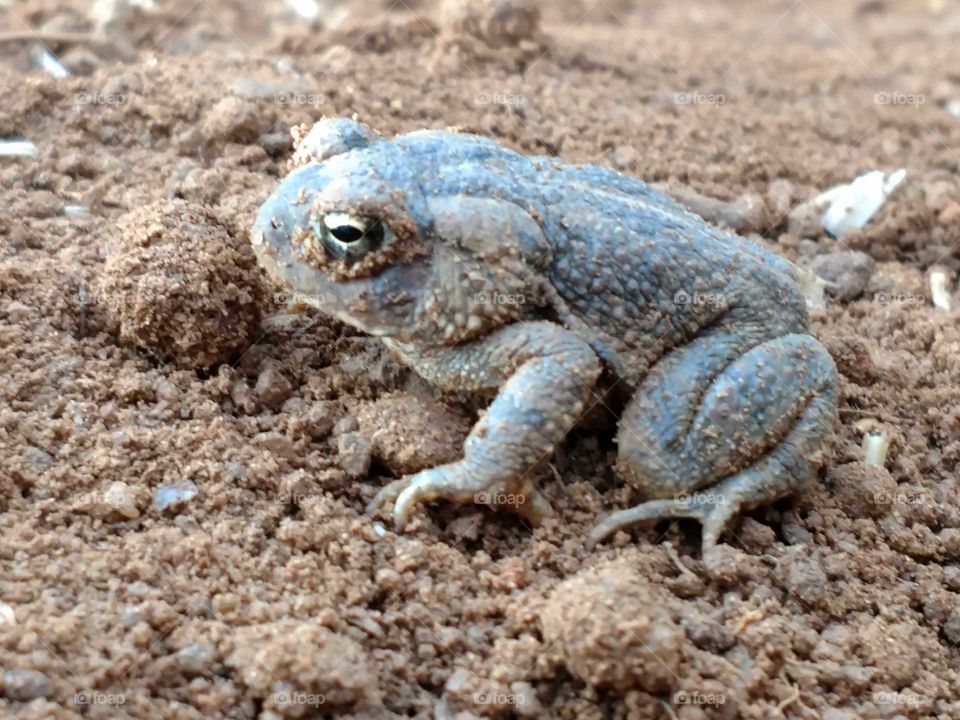 Nature, Sand, No Person, Wildlife, Little