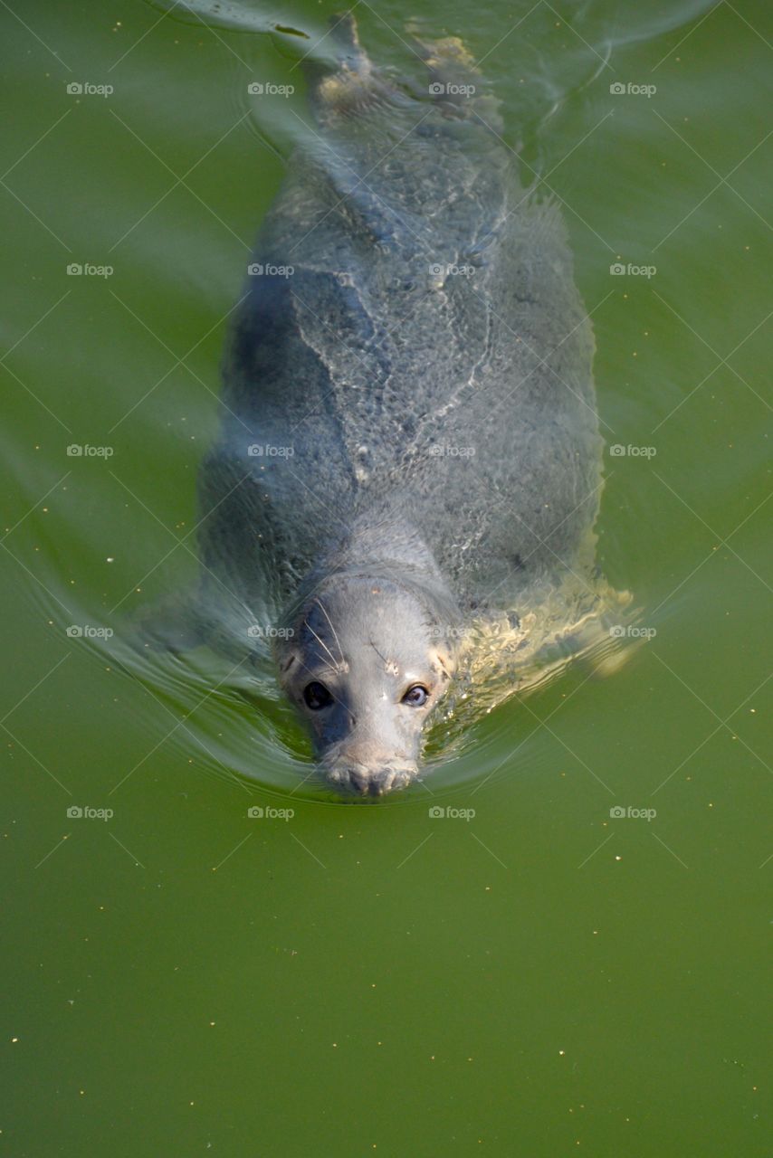 The Baltic Sea seal 