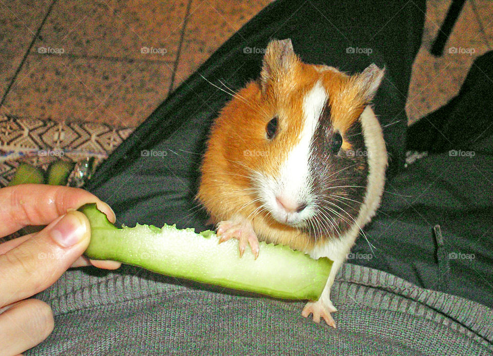 Guineapig eating
