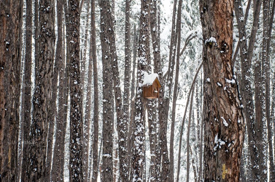 In the forest, Winter landscape