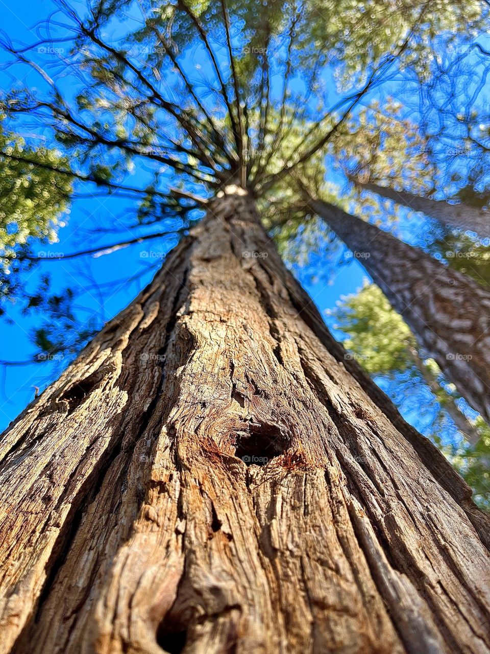 Tall Tree in the Forest