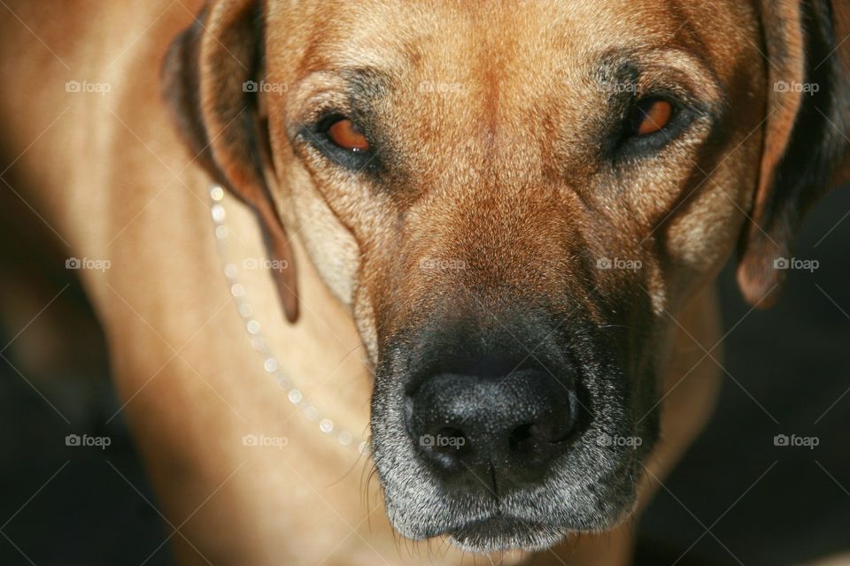 The "no" face from Odin