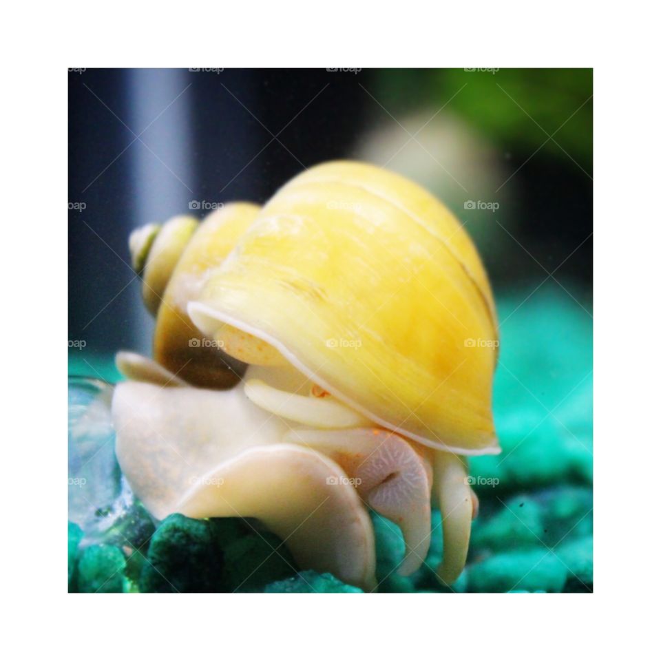 Snail. Yellow Mystery Snail