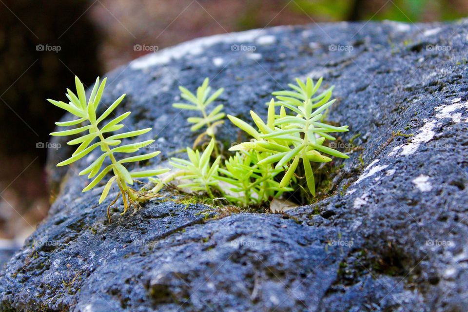 Succulent Growing in a indention on a lime rock in an urban garden