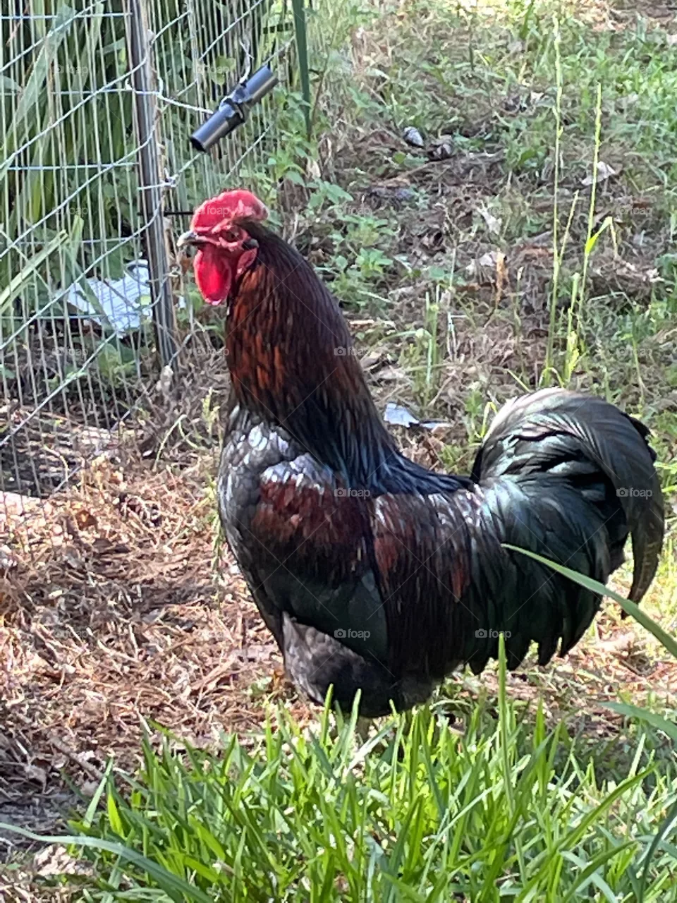 Head of the Coop Rooster Roma 