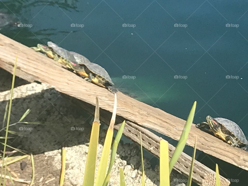 Turtles basking at the pond 