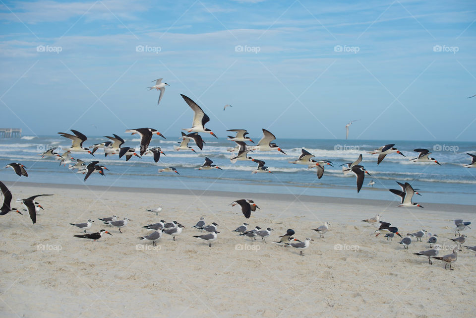 sea birds on the beach