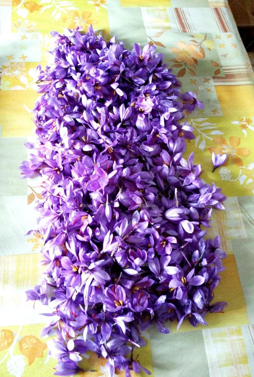 Rose of Saffron. Color Lavender