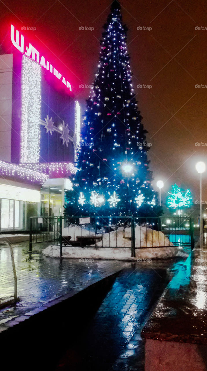 The main city tree in cheboksary