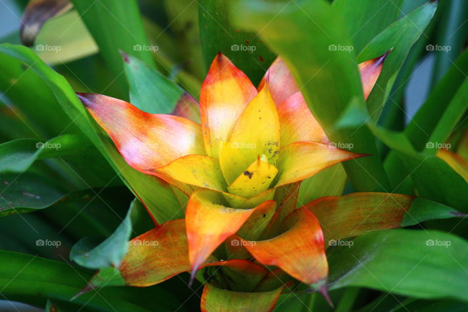 bromelia