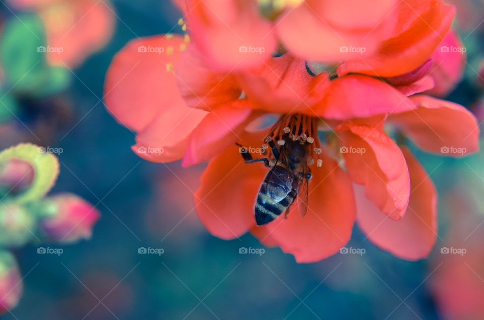 Spring flower with a bee