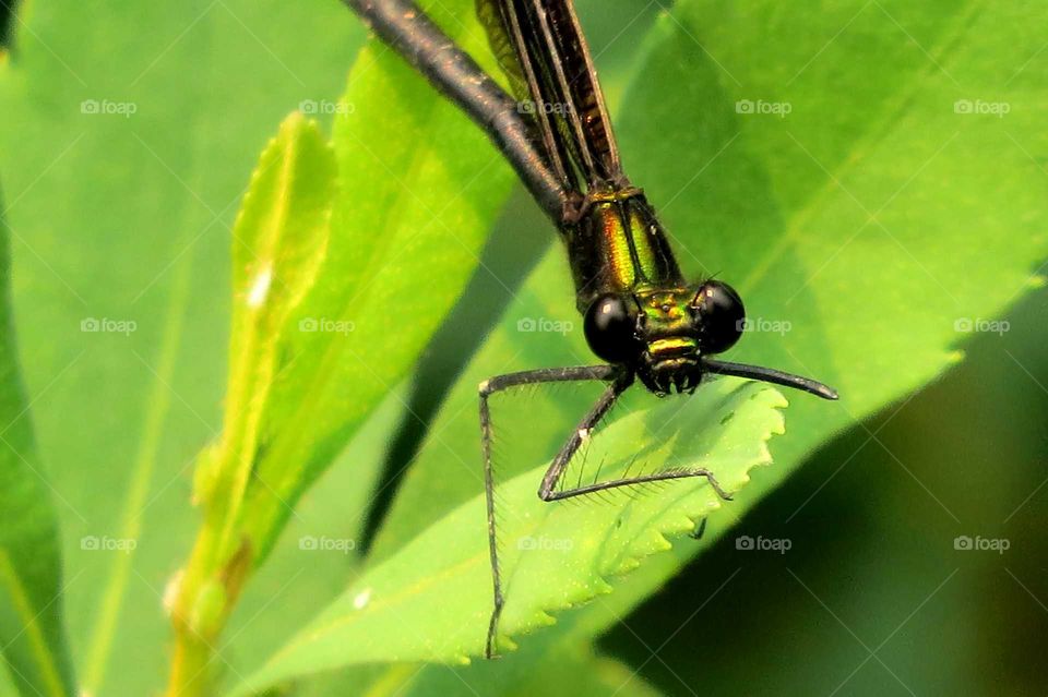 Dragonfly on Leaf
