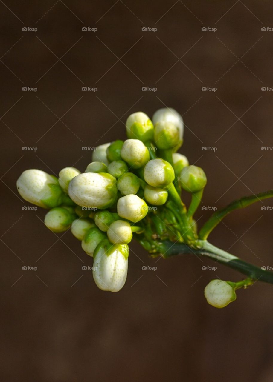 Orange tree buds just before the blossom