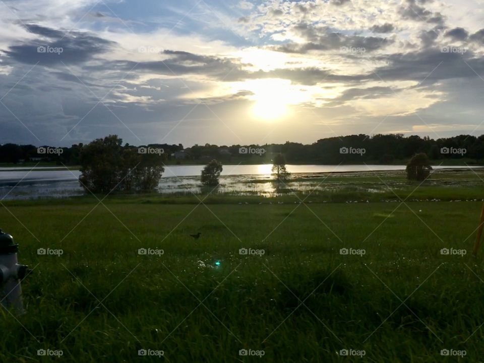 Trees underwater in a lake in Florida 