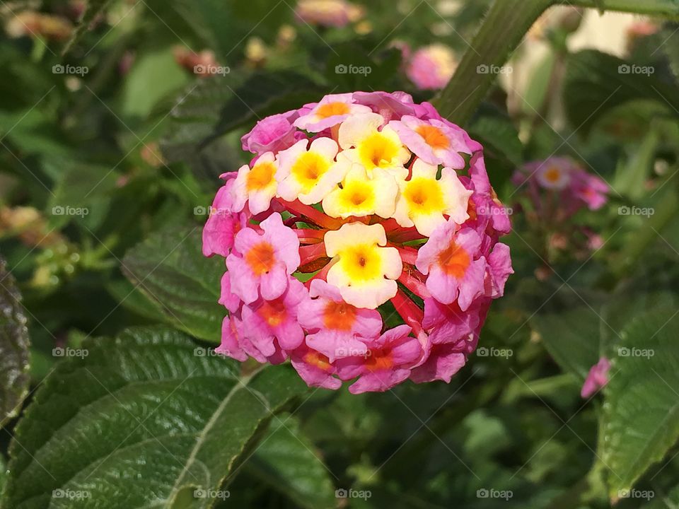 Pink and yellow lantana flower, south Australia