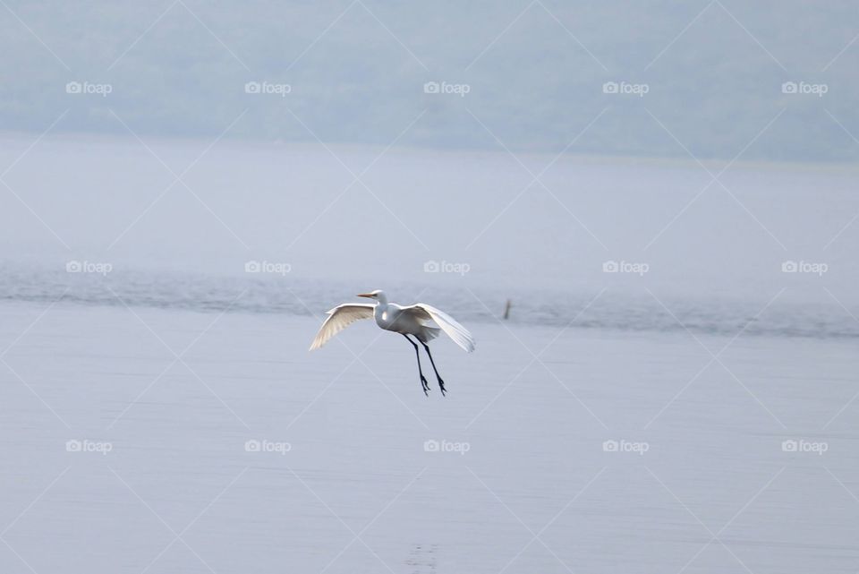Common Egret crossing the lake