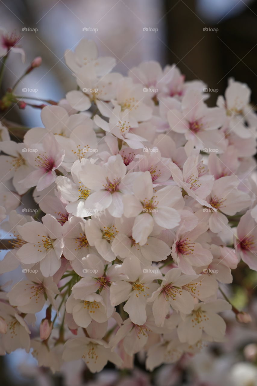 Cherry blossoms in japan