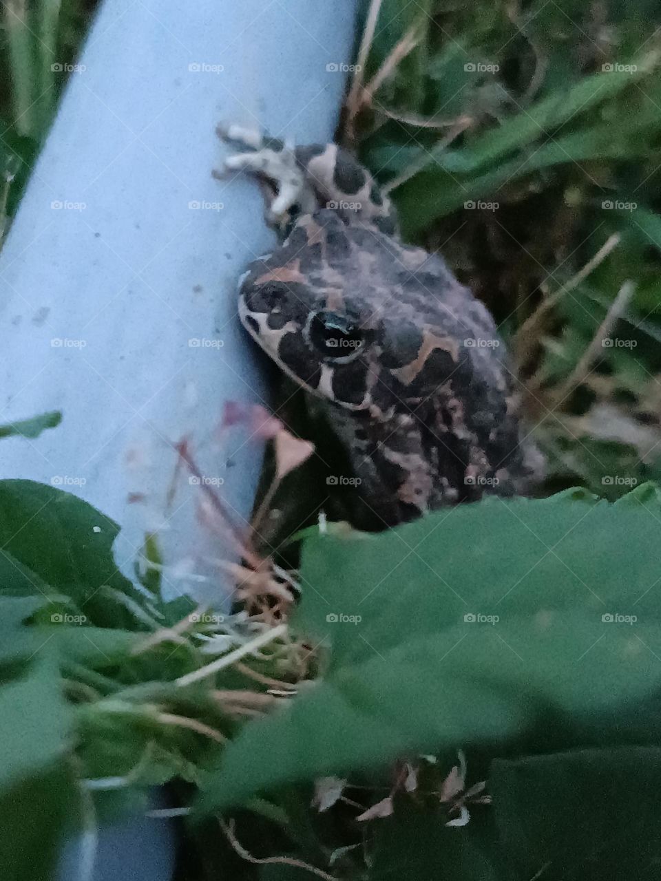 frog