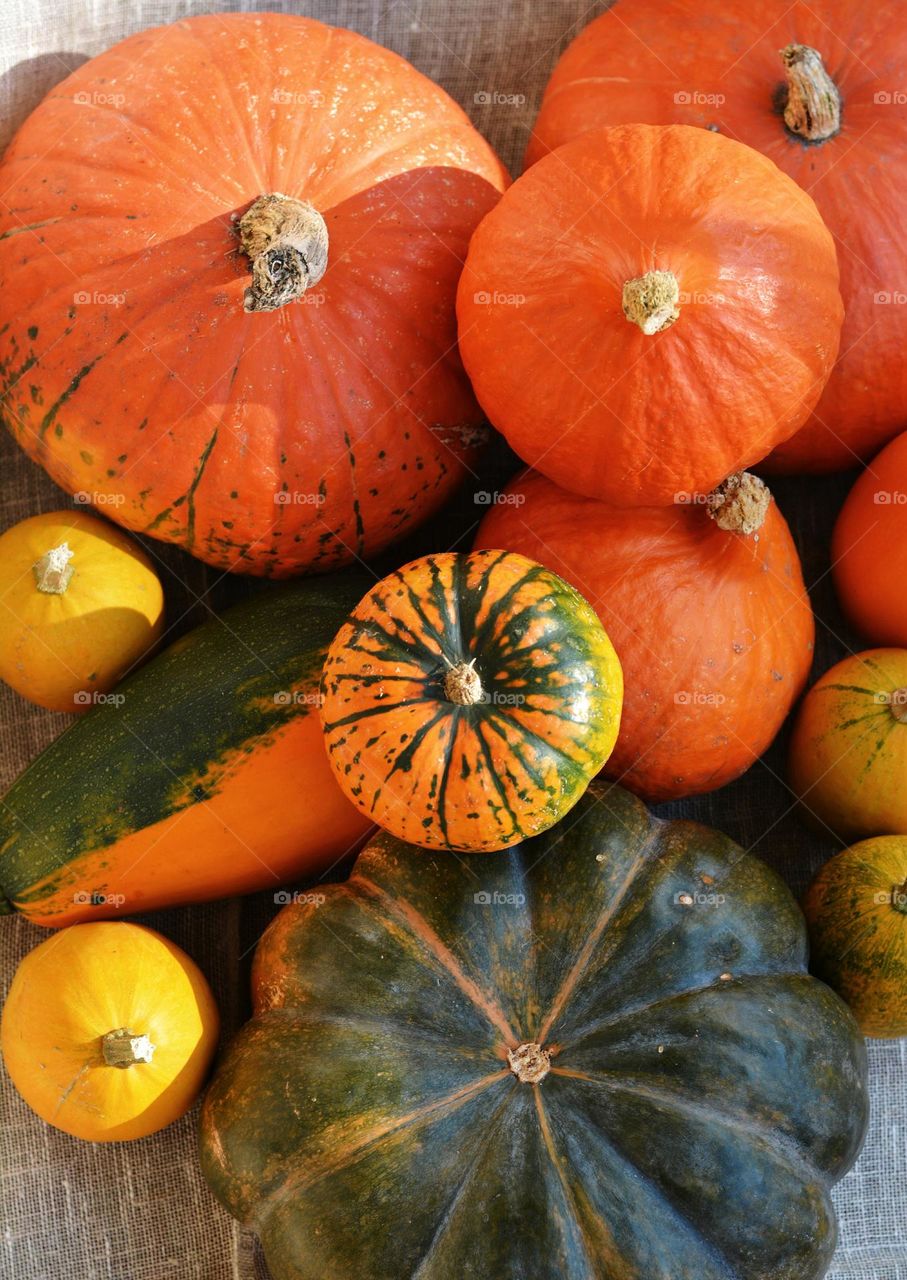 colour pumpkins, love autumn time, 🧡 autumn harvest