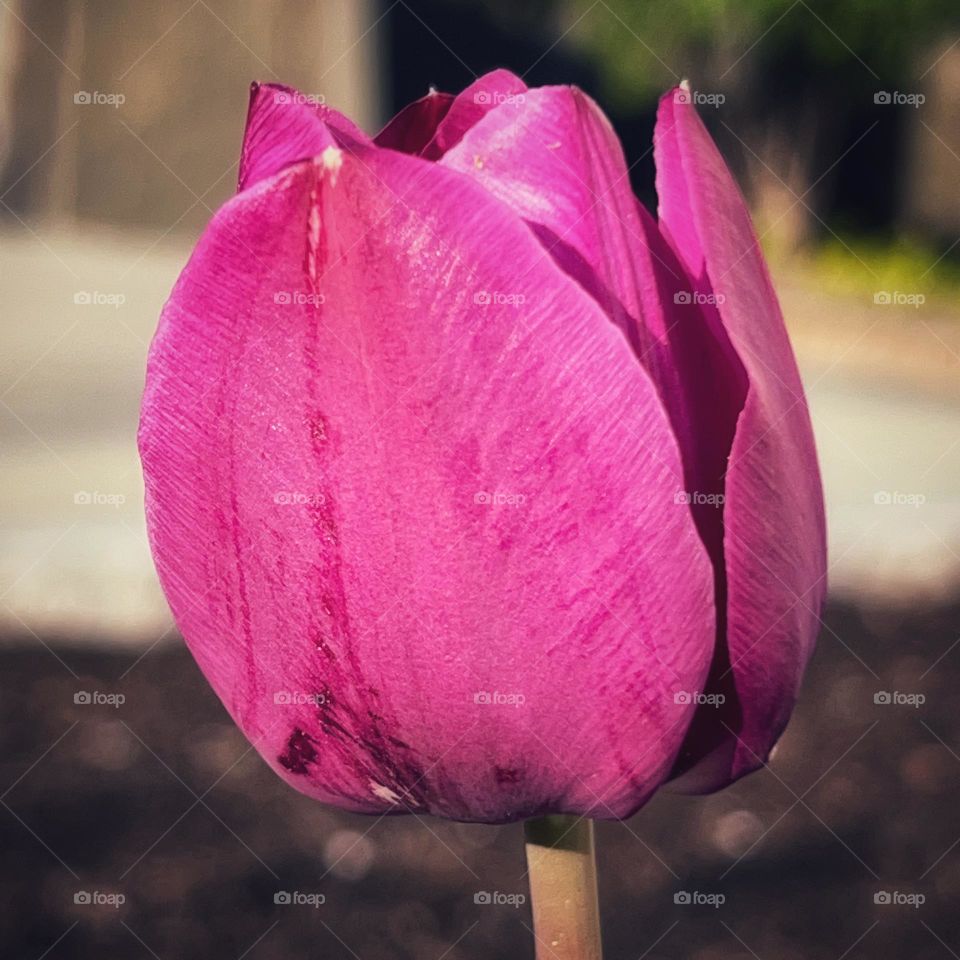 Pink tulip flower head closeup photography 