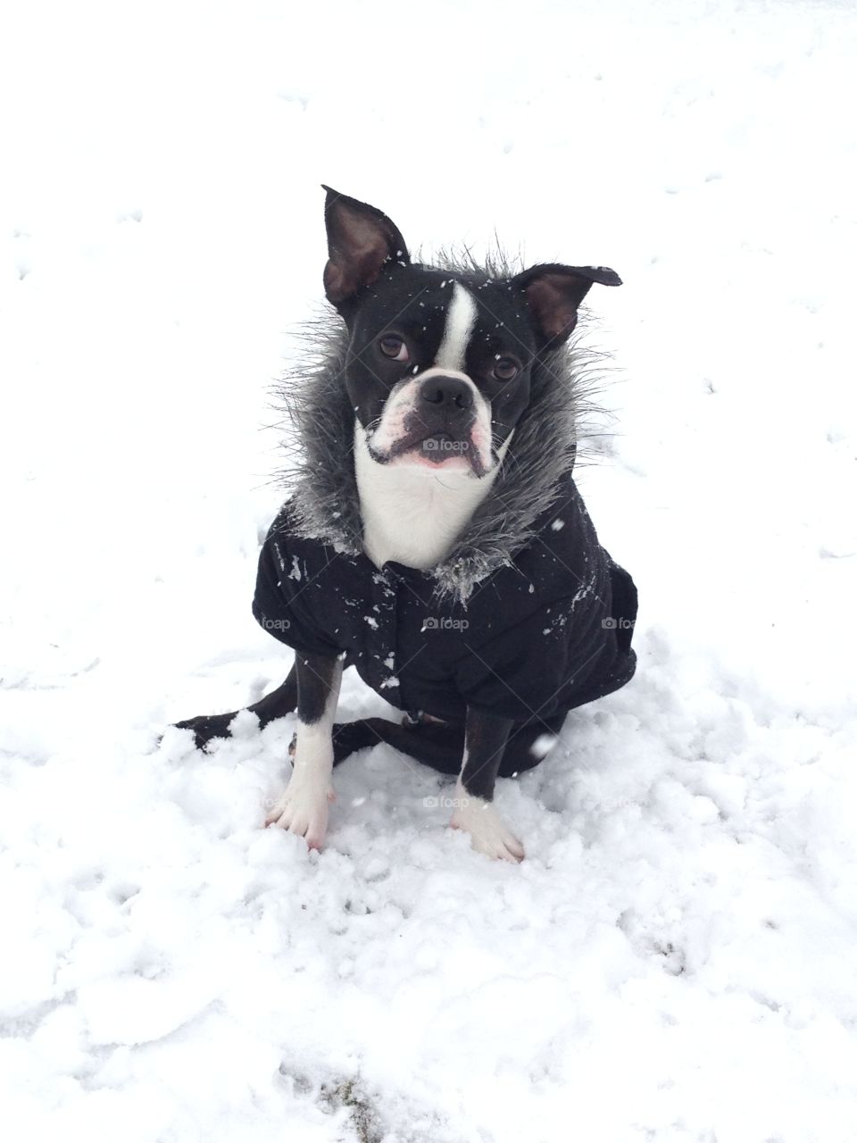 dog posing in the snow in his fur jacket 