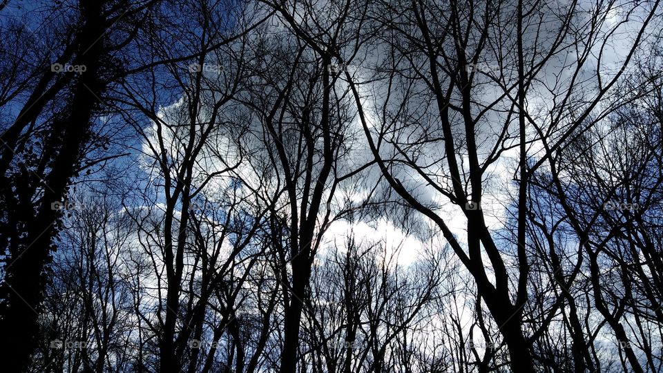 Sky, trees