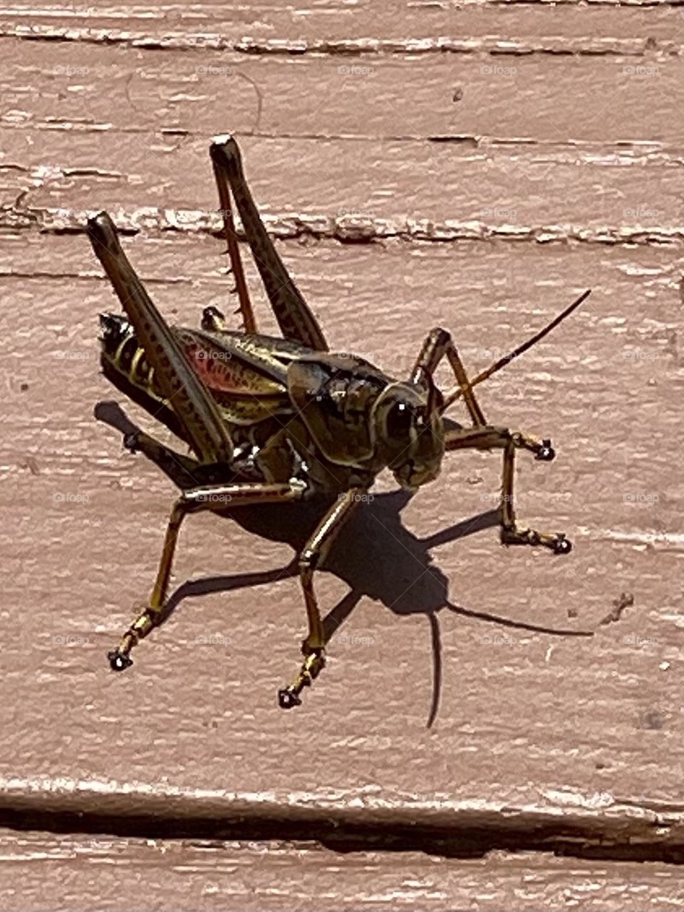 Grasshopper and the shadow