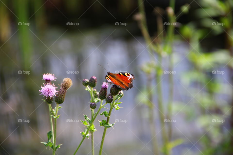 butterfly on a flower