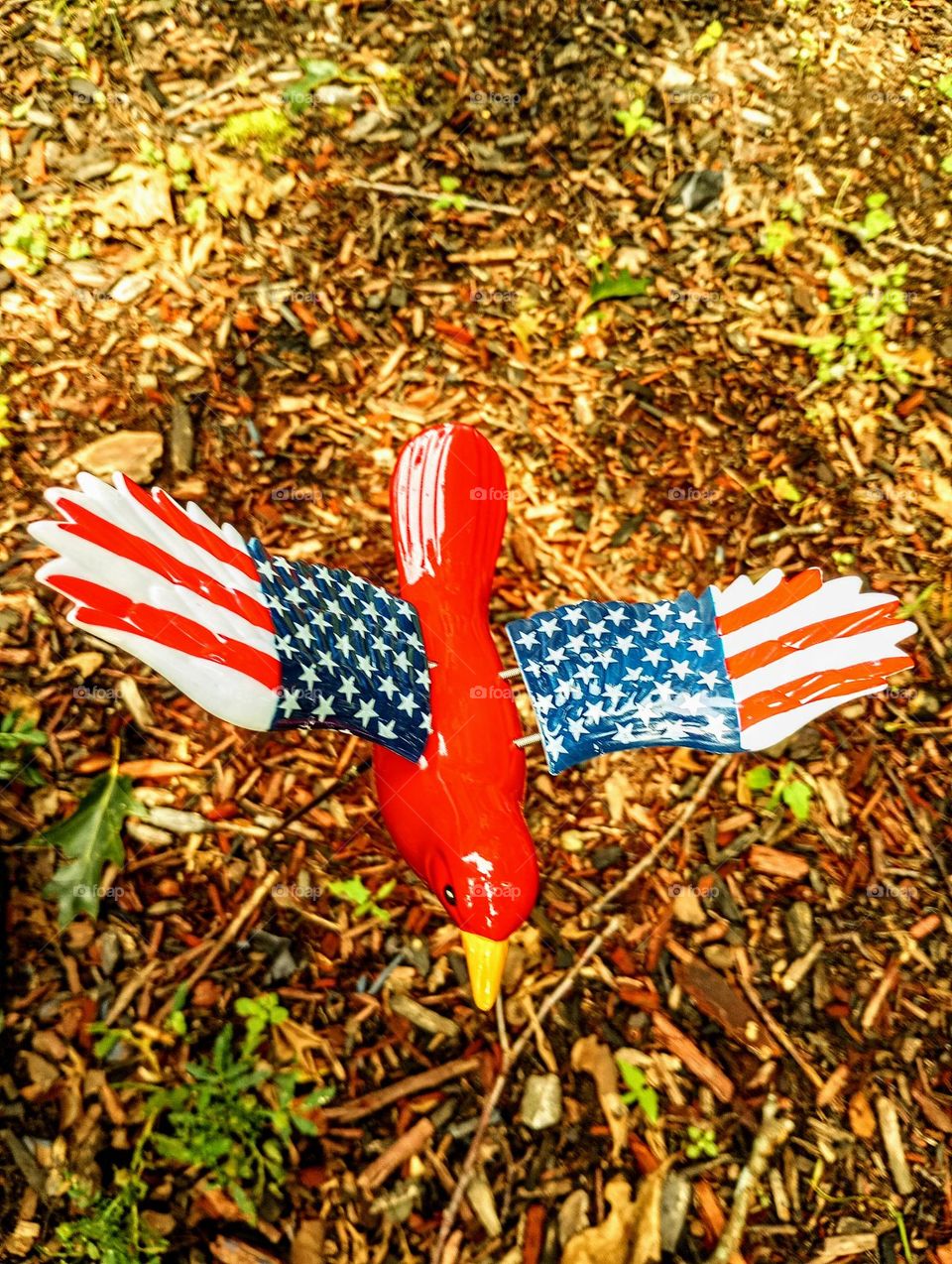 USA Bird