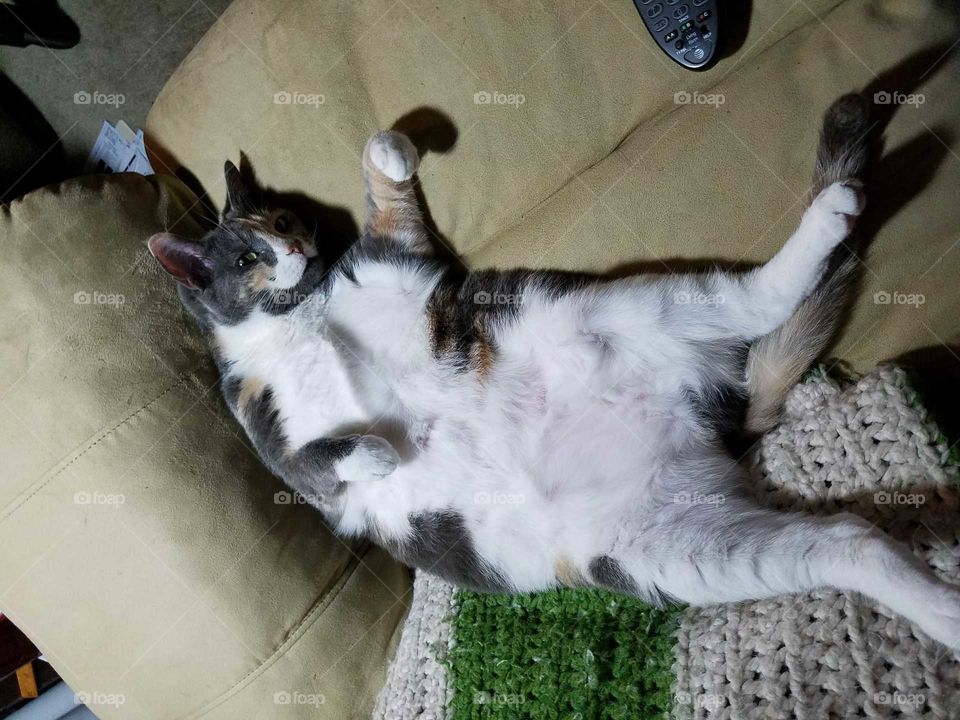 Silly, Fluffy Hepburn