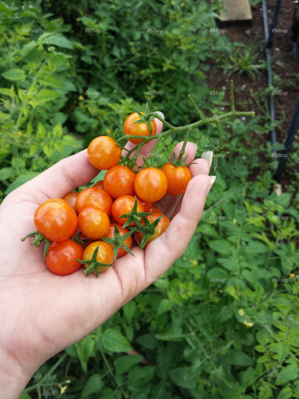 tomatos for you