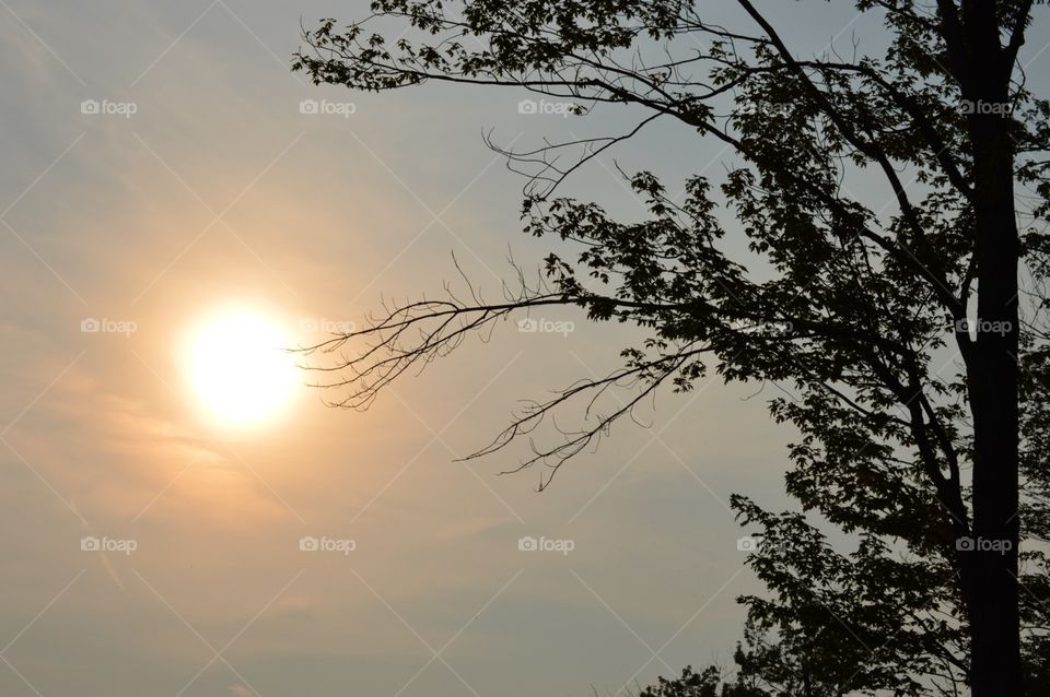 Summer sunset with trees