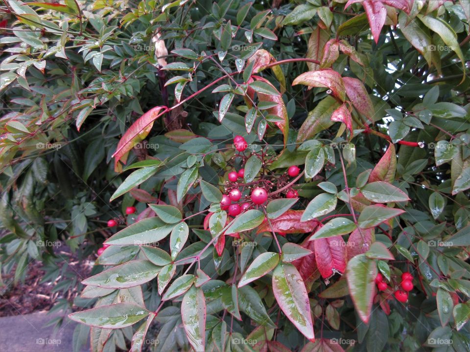 red berries