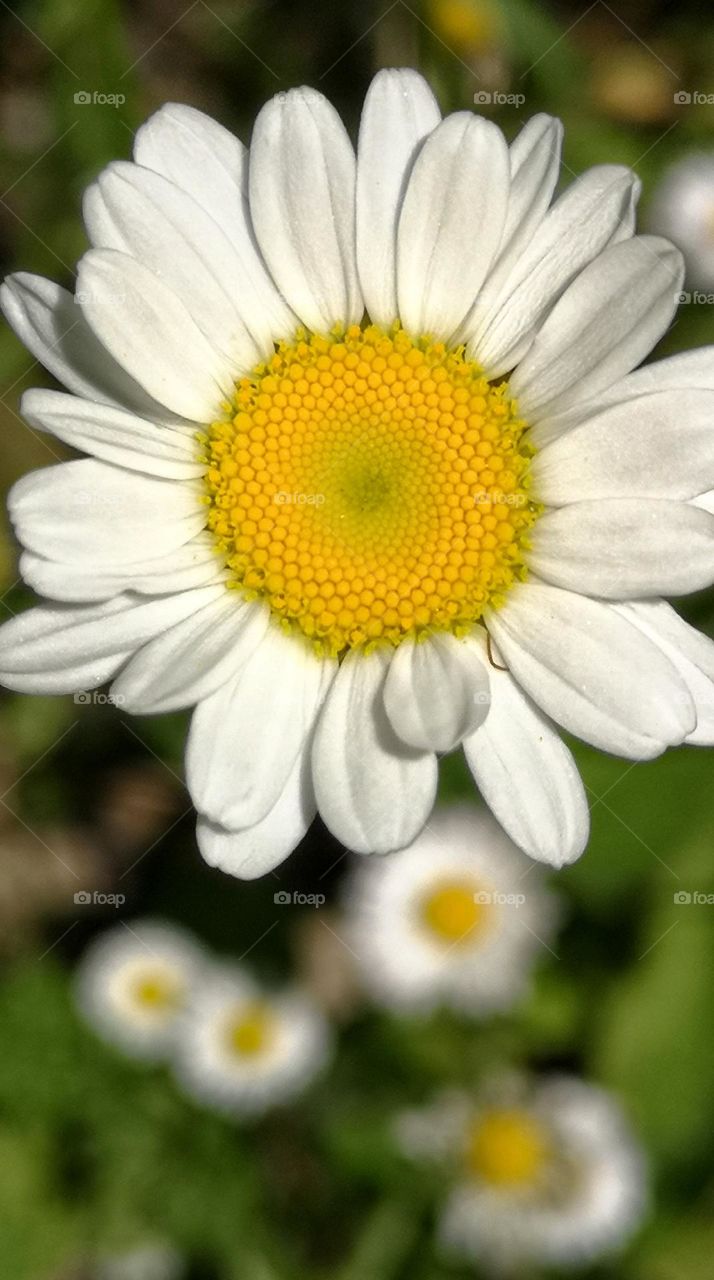 daisy