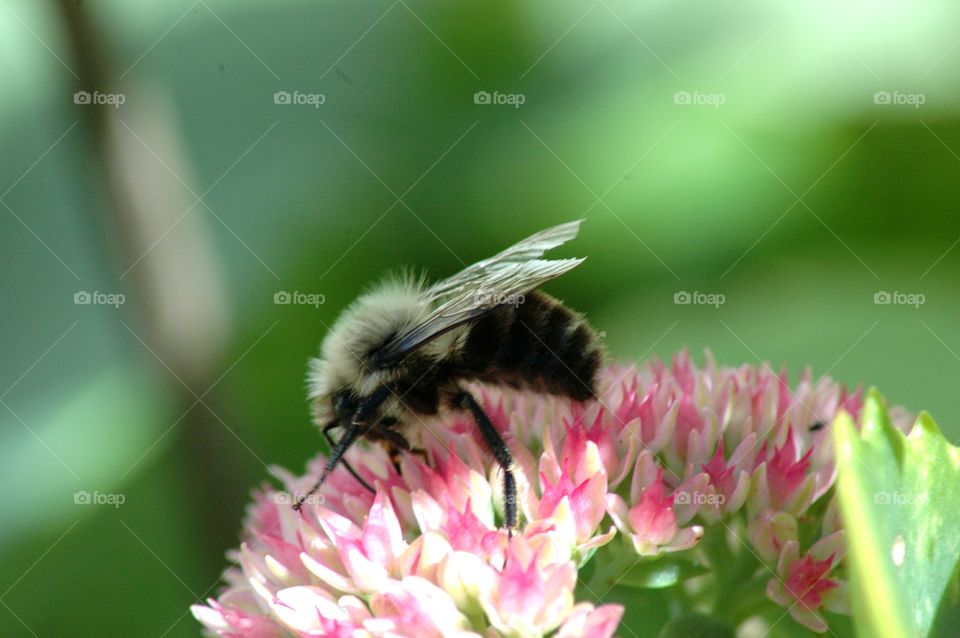 pictures of bumble bee close