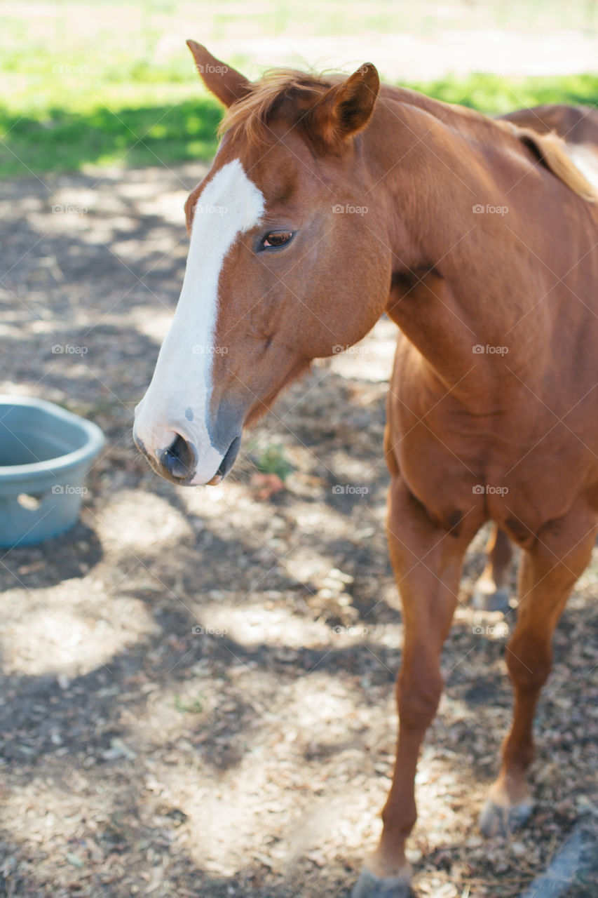 Brown horse on a ranch 