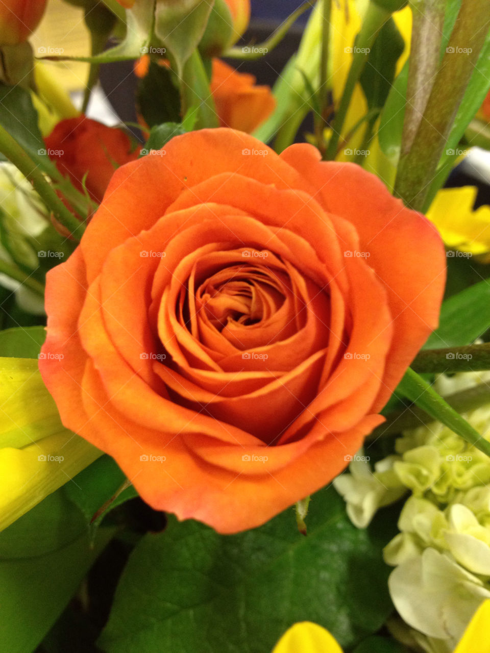 orange rose cook bouquet by eastofsheridan