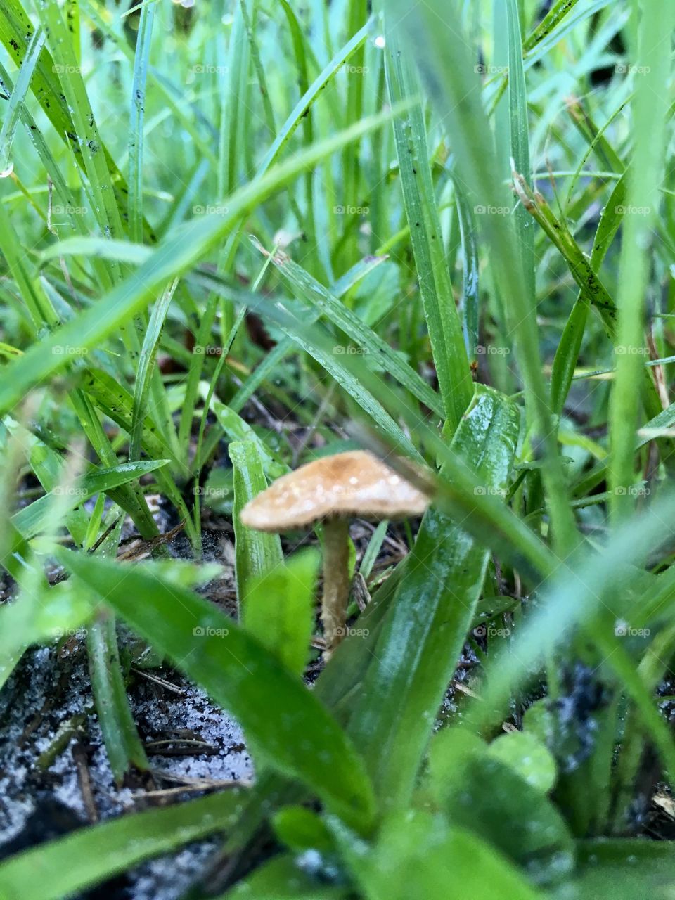 Mini mushroom in the green grass 🍄