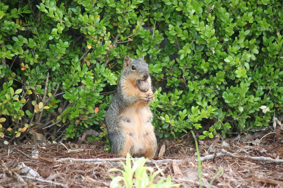 Close-up of squirrel eating pecan