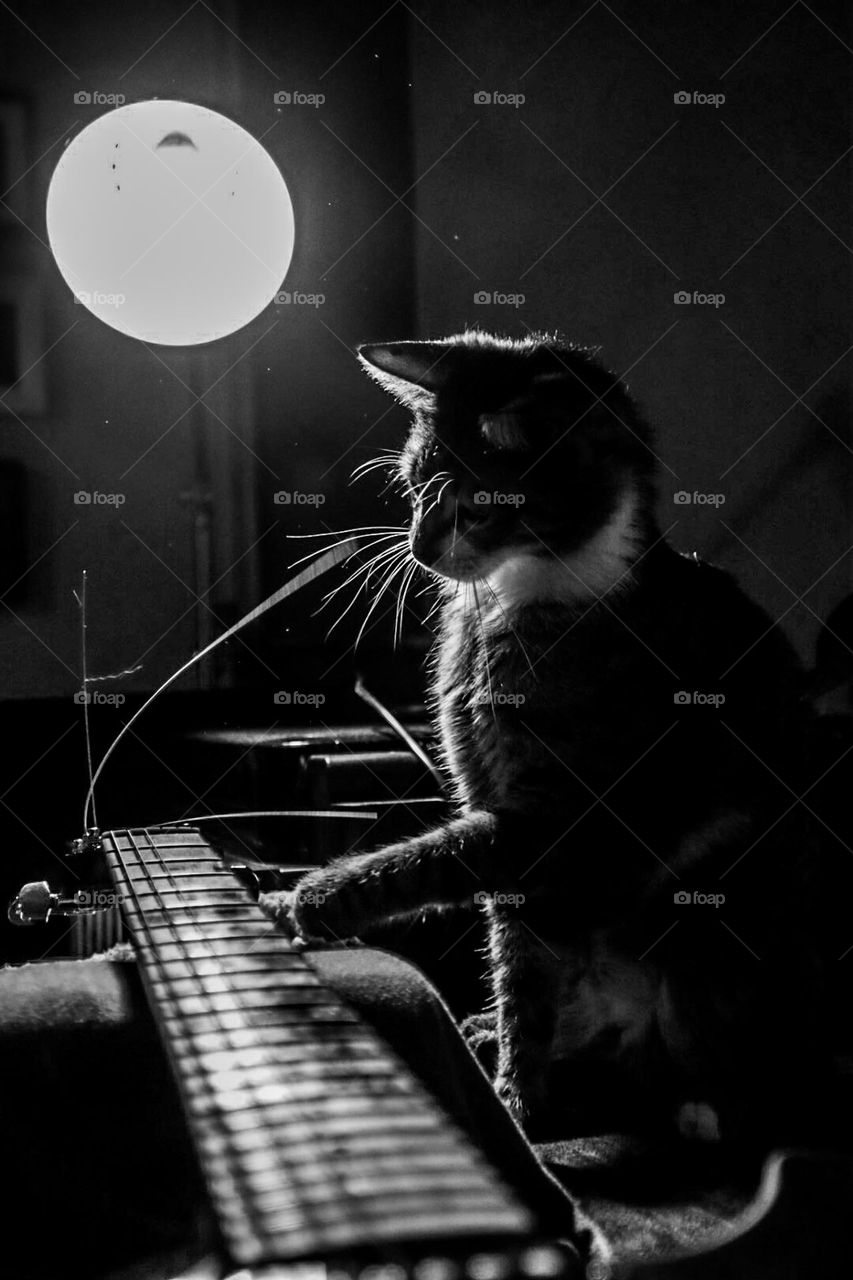 In the key of cat major