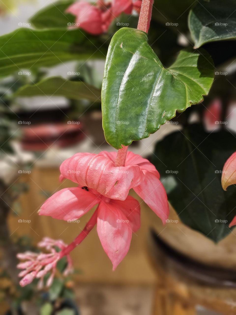 Pink Hybrid Fuchsia