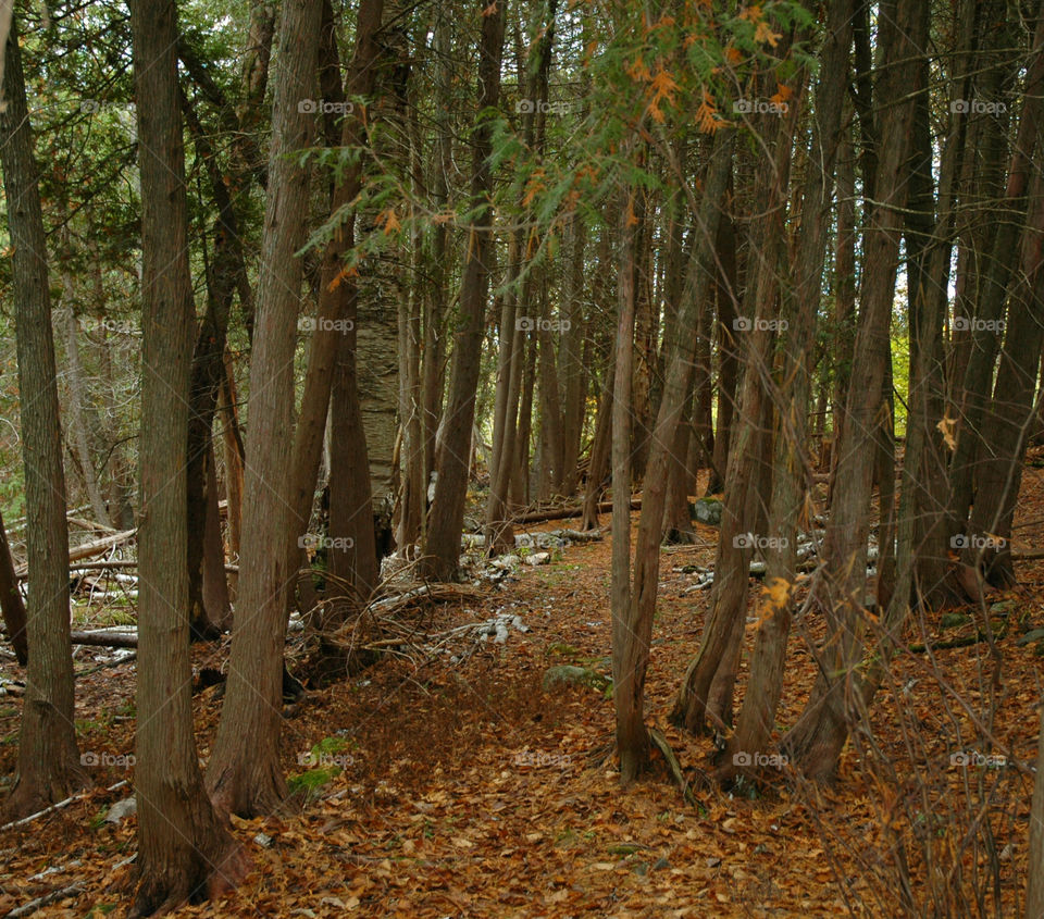 A Forest in every season! The forest's smell was fresh and organic! You could hear rustling as the wildlife scattered as the twigs were crunching under my feet. The trees were the towers of the forest. There are forests for all four seasons which display their own individual characteristics!