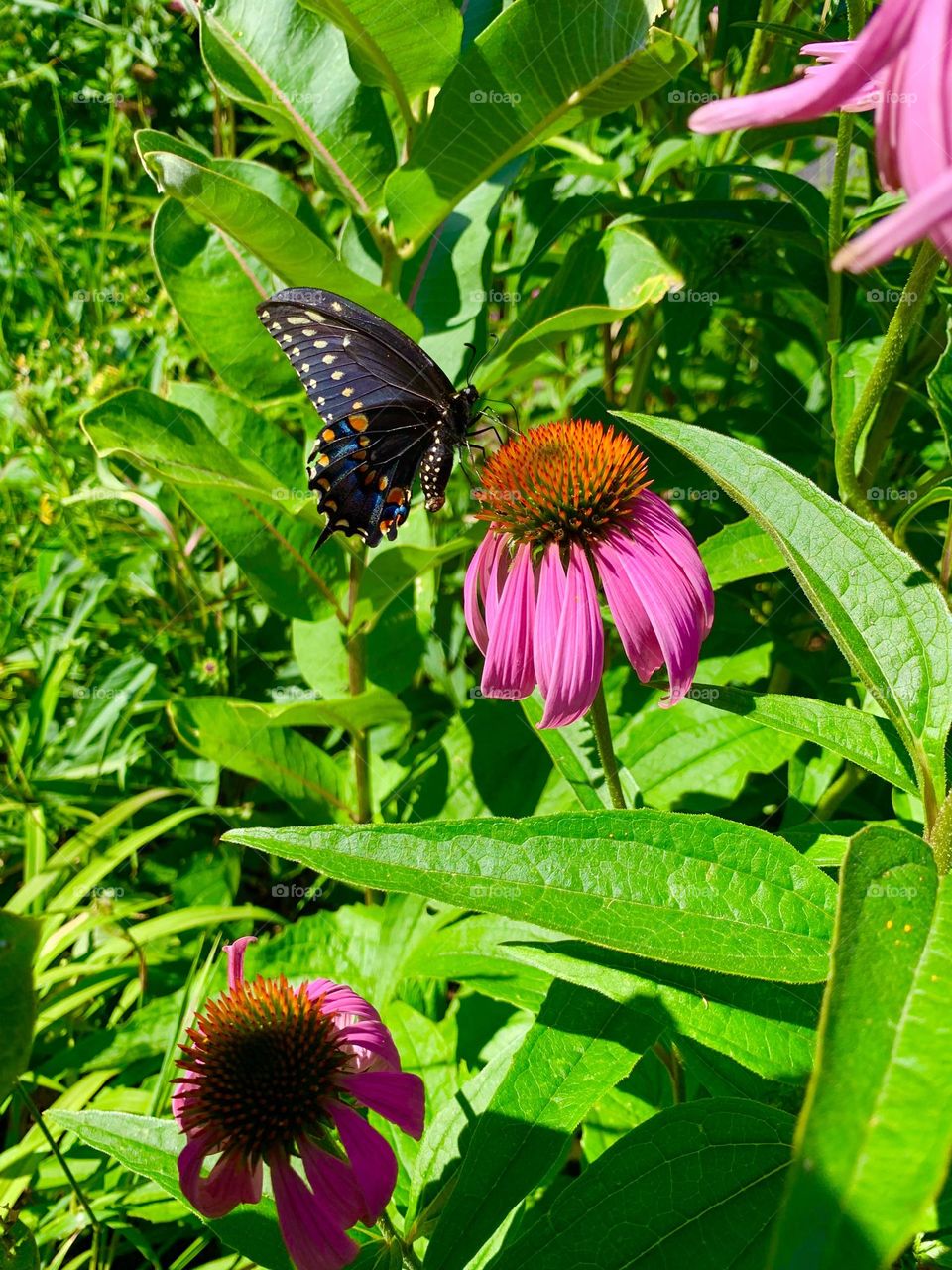 Battle: Spring vs. Winter - A colorful black swallowtail butterfly extracting nectar from a purple coneflower